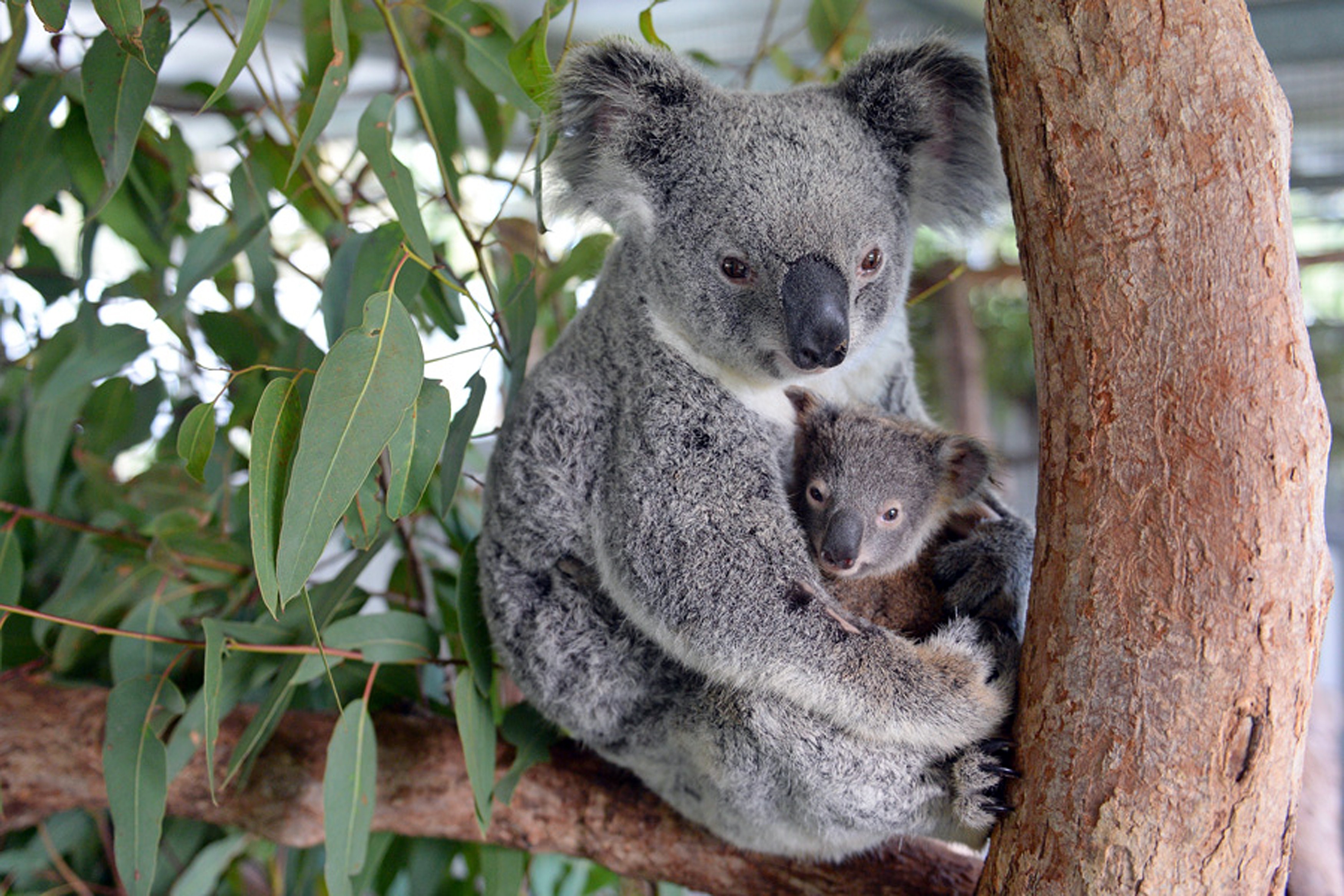 Коала перевод. Коала Кристи. Сумчатые животные коала. Сумчатые животные Австралии коала. Коала сумчатая с детенышем.