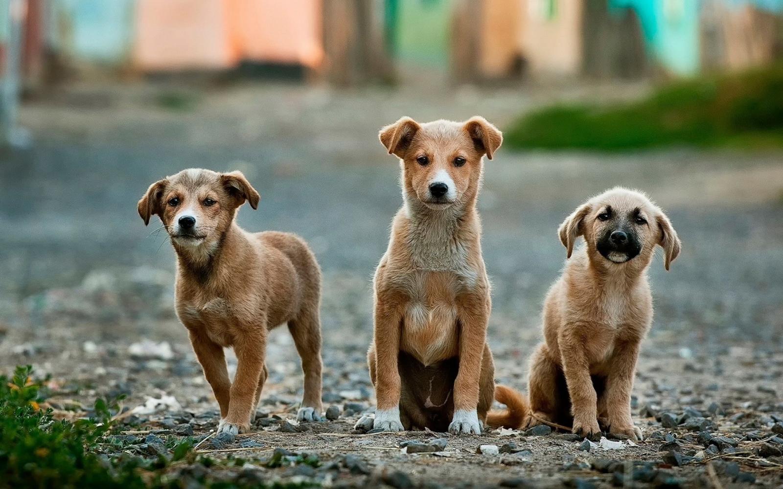 Grupo de perros que cazan juntos