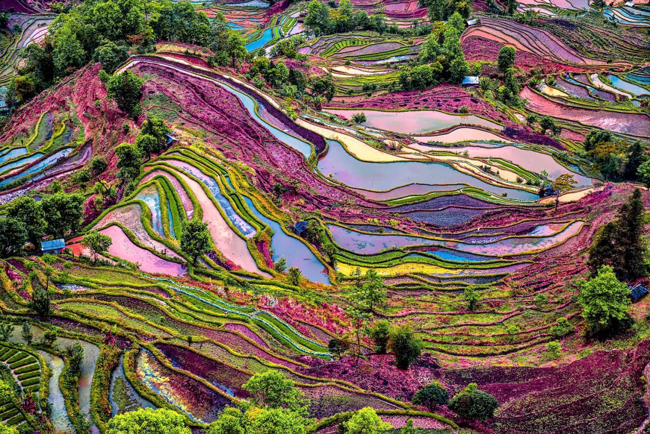 Рисовое Поле Китай Фото