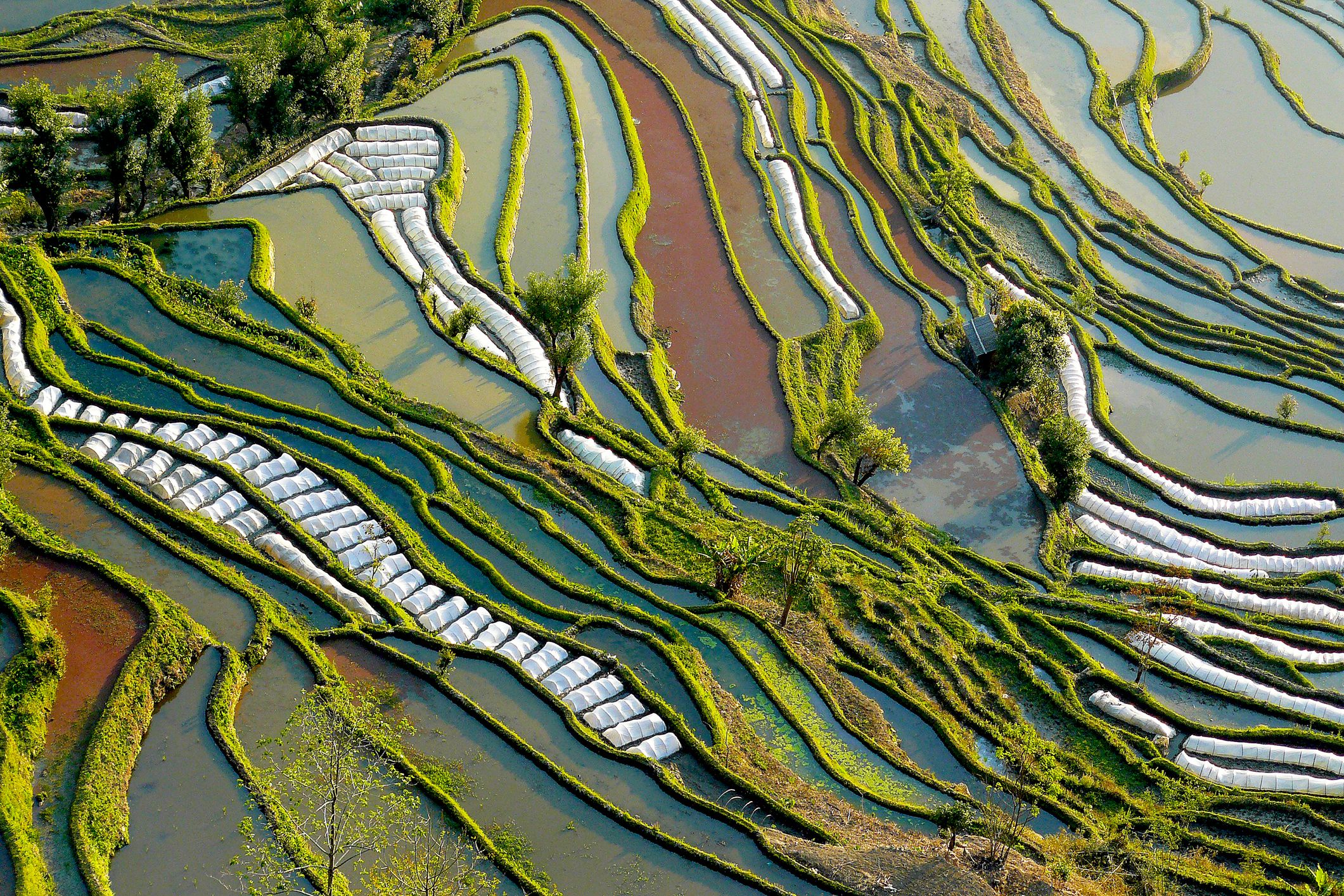 Рис холмы. Культурный ландшафт рисовые террасы Хунхэ-Хани. Рисовые террасы Хунхэ-Хани в Китае. Рисовые поля в провинции Юньнань. Китай рисовые террасы провинции Юньнань.