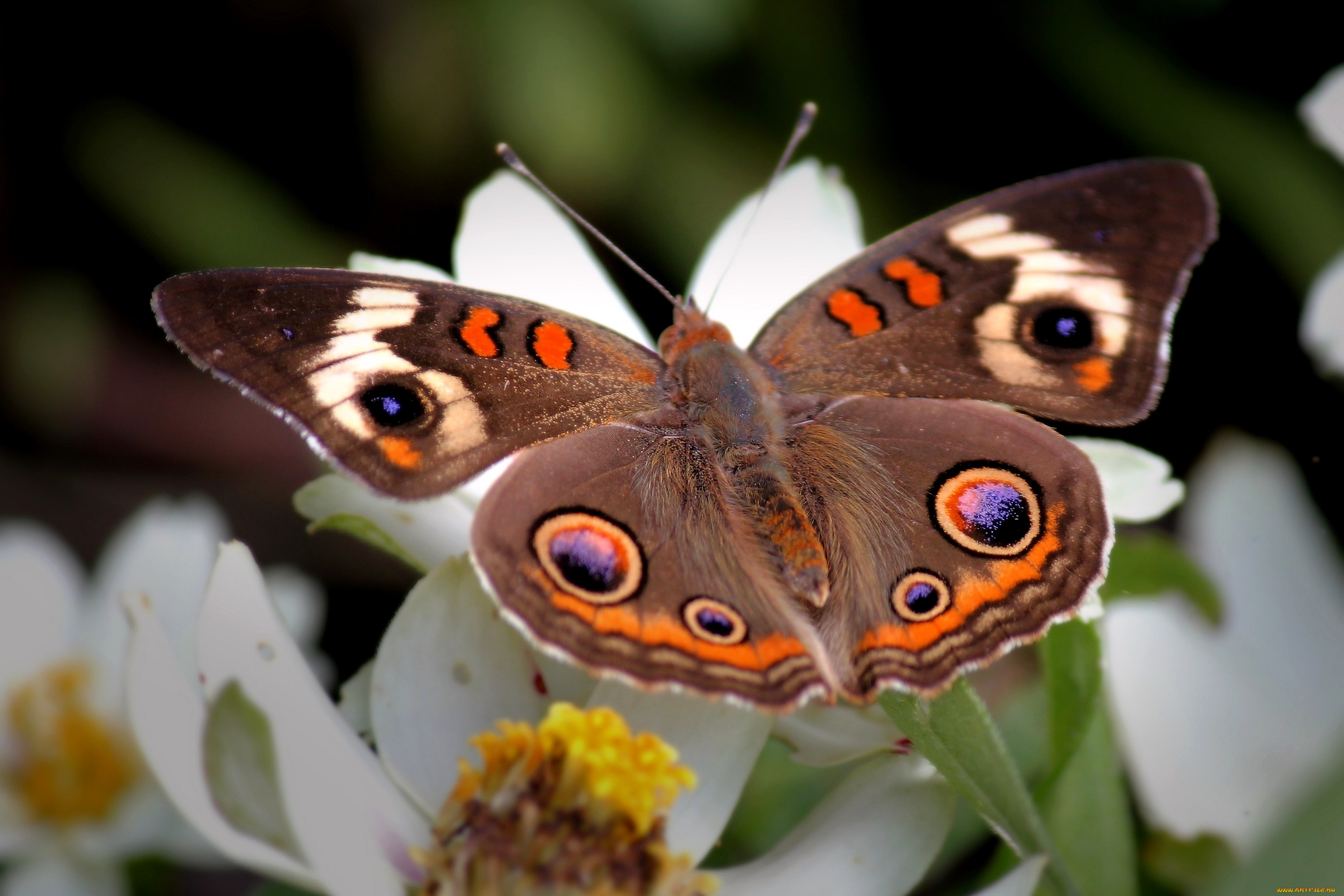 Обои на стол бабочки. Russell Cobane бабочки. Беброчка. Красивые бабочки. Бабочка на цветке.