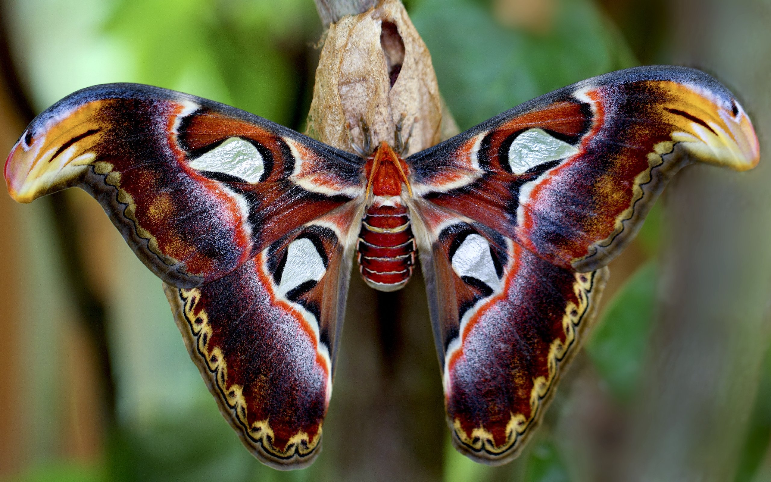 Бвинди эндемичные бабочки