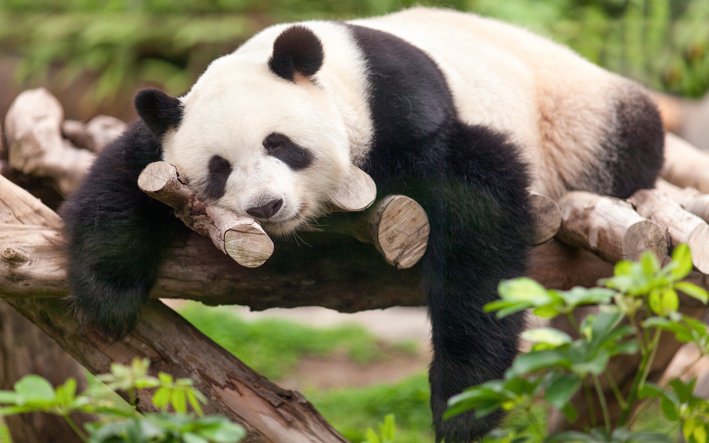 Большая панда сколько живут. Панда бамбуковый медведь. Большая китайская Панда. Большая Панда фото. Спящие мишки.