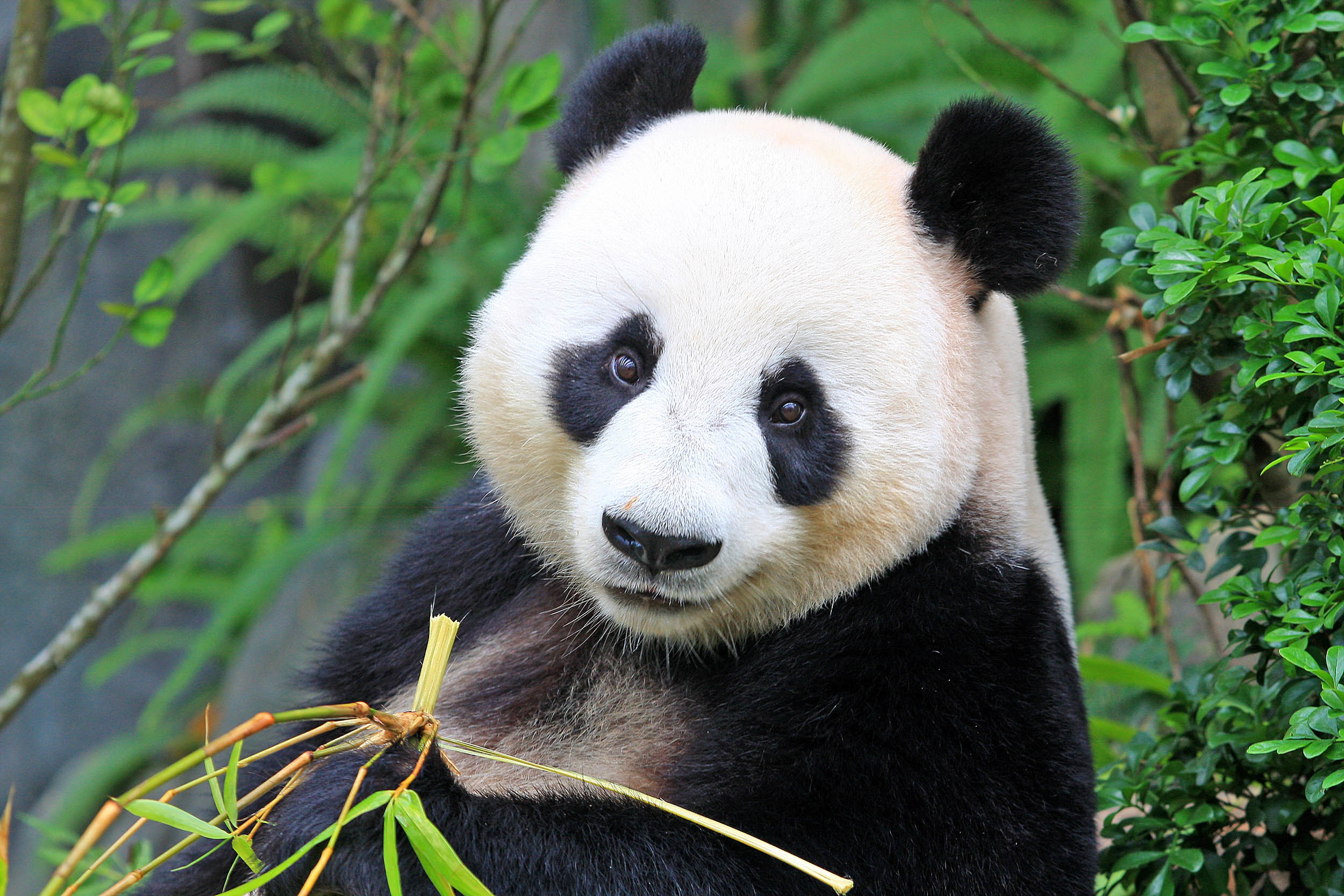 Интересно, что сами китайцы называют панд «сёнмао», что значит «медведь-кош...