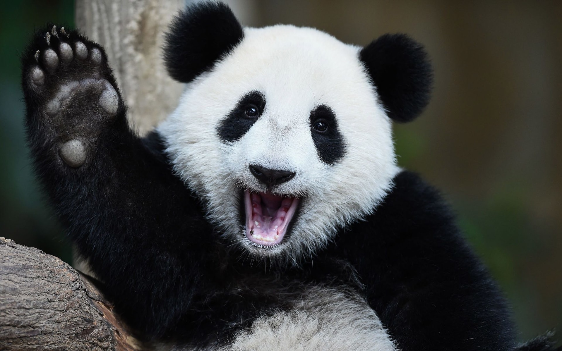 Интересно, что сами китайцы называют панд «сёнмао», что значит «медведь-кош...