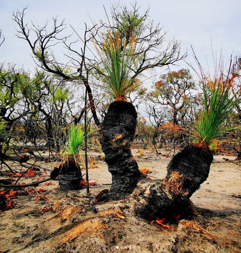Лес Австралии после пожара. Австралия после пожара сейчас. Растения после пожара. Восстановление природы.