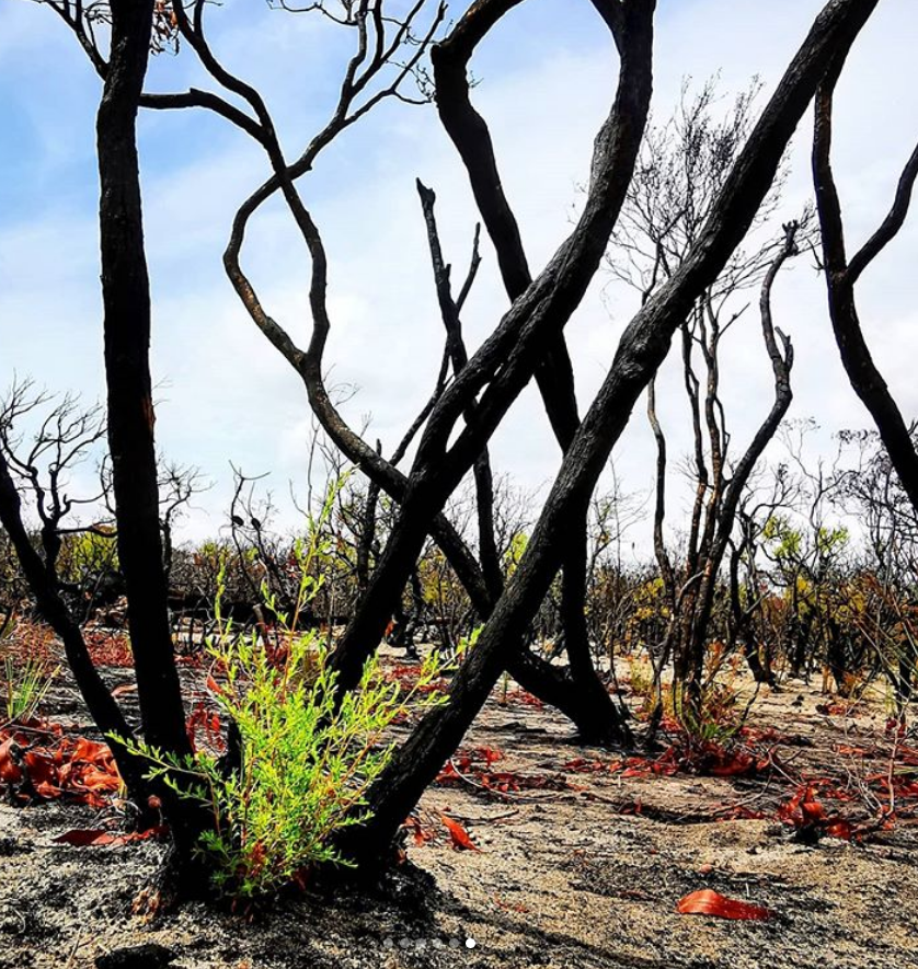 Растение после пожара. Возрождение леса после пожара. Лес Австралии после пожара. Природа после пожара. Растения после пожара.