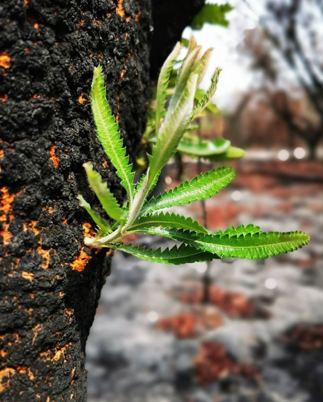 Природа восстановилась. Фото Возрождение природы. Австралия табиати. Дерево которое цветет после пожара. Фото возрождающейся природы.