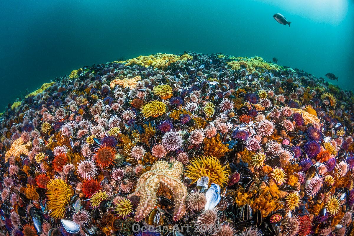 подводного фотоискусства «Ocean Art Underwater Photo Competition», организо...