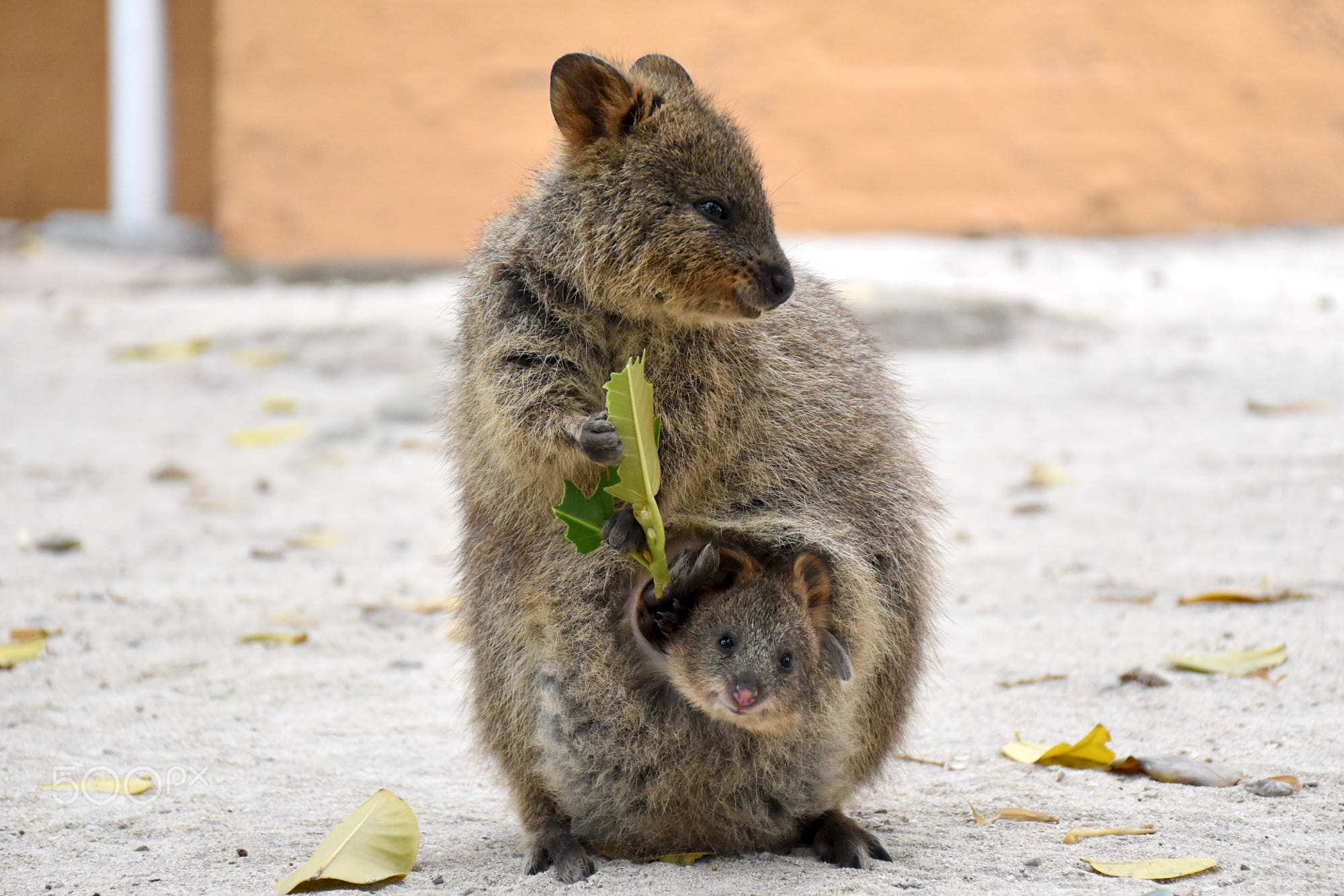 Почему сумчатые сохранились в австралии. Кенгуру Квокка. Вомбат и Квокка. Квокка сумчатый зверь. Квокка (короткохвостый кенгуру).