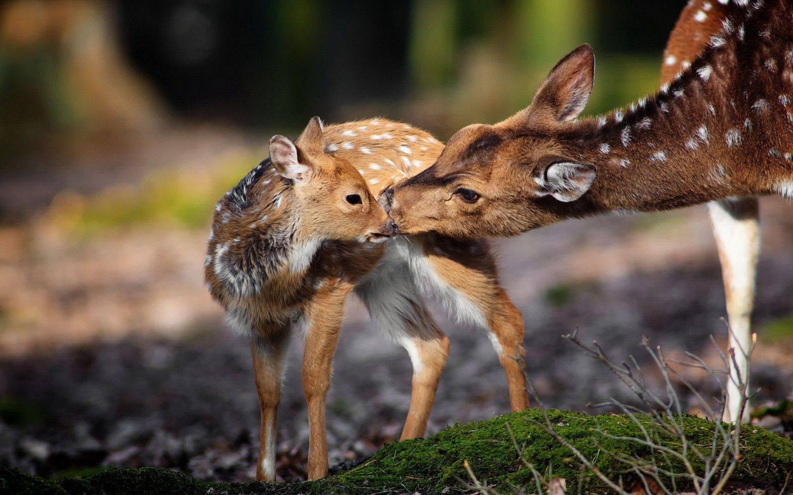 https://pravlife.org/sites/default/files/field/image/nature_animals_deer_baby_animals-93251.jpg