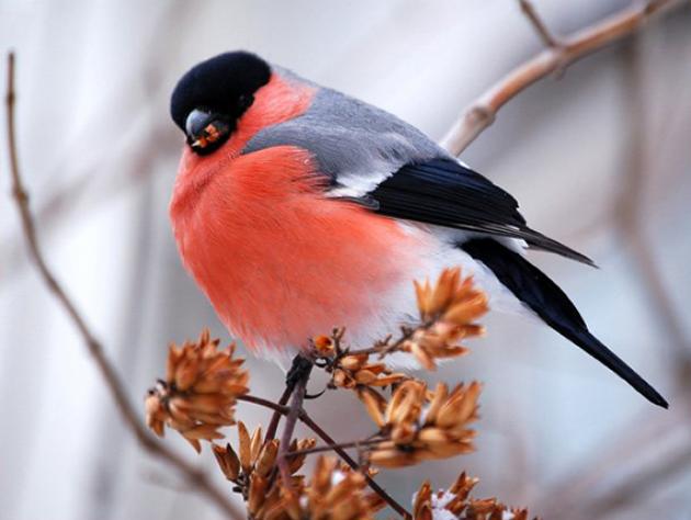 Чем подкормить птиц в морозы и как помочь им перезимовать